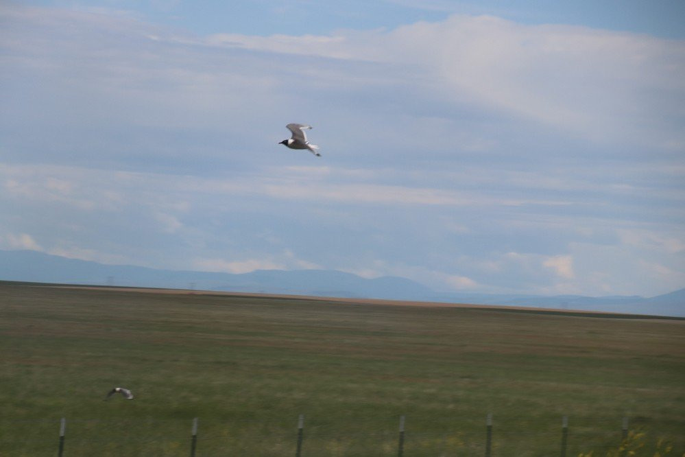 Benton Lake National Wildlife Refuge景点图片
