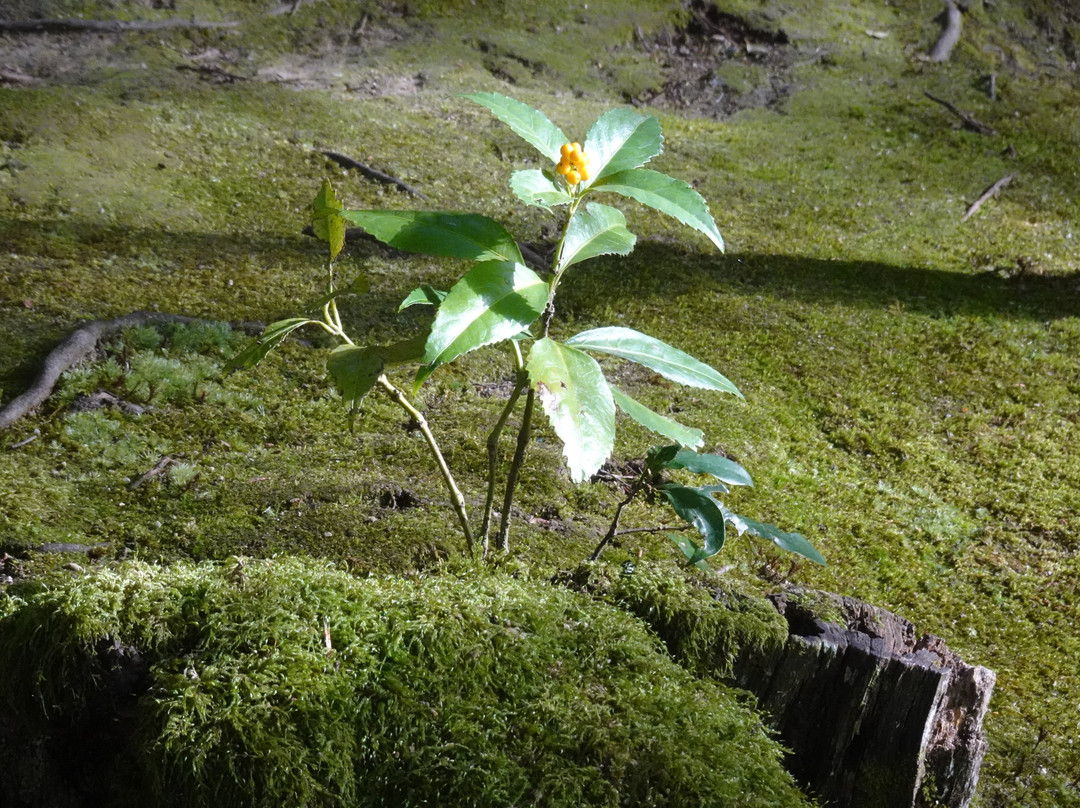 Saimyo-ji Garden Horaitei-甲良町必去景点