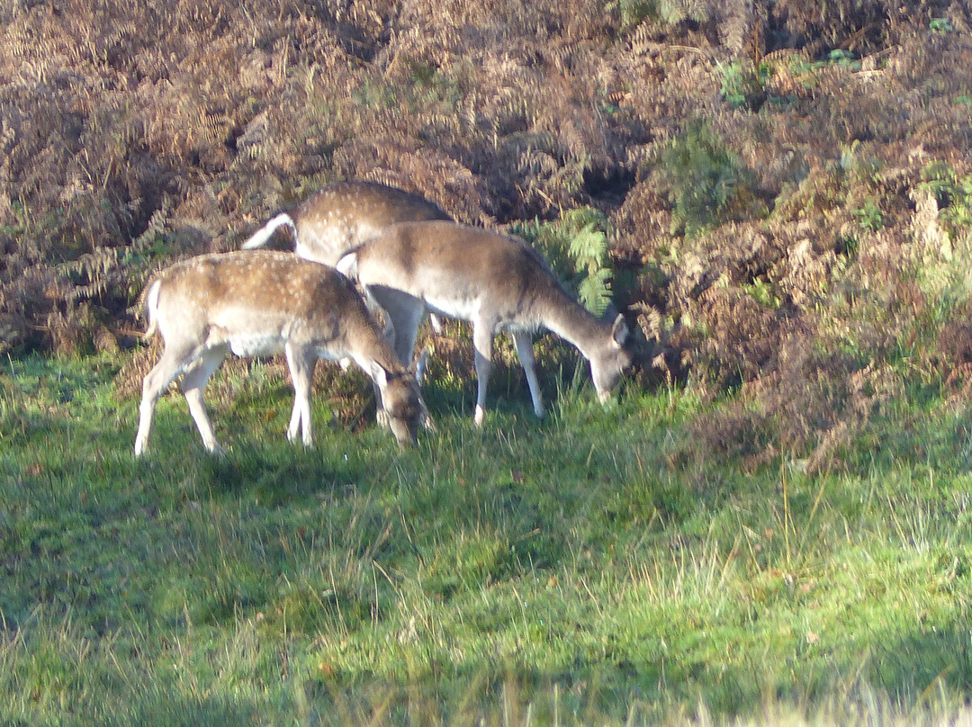 Bolderwood Deer Sanctuary景点图片