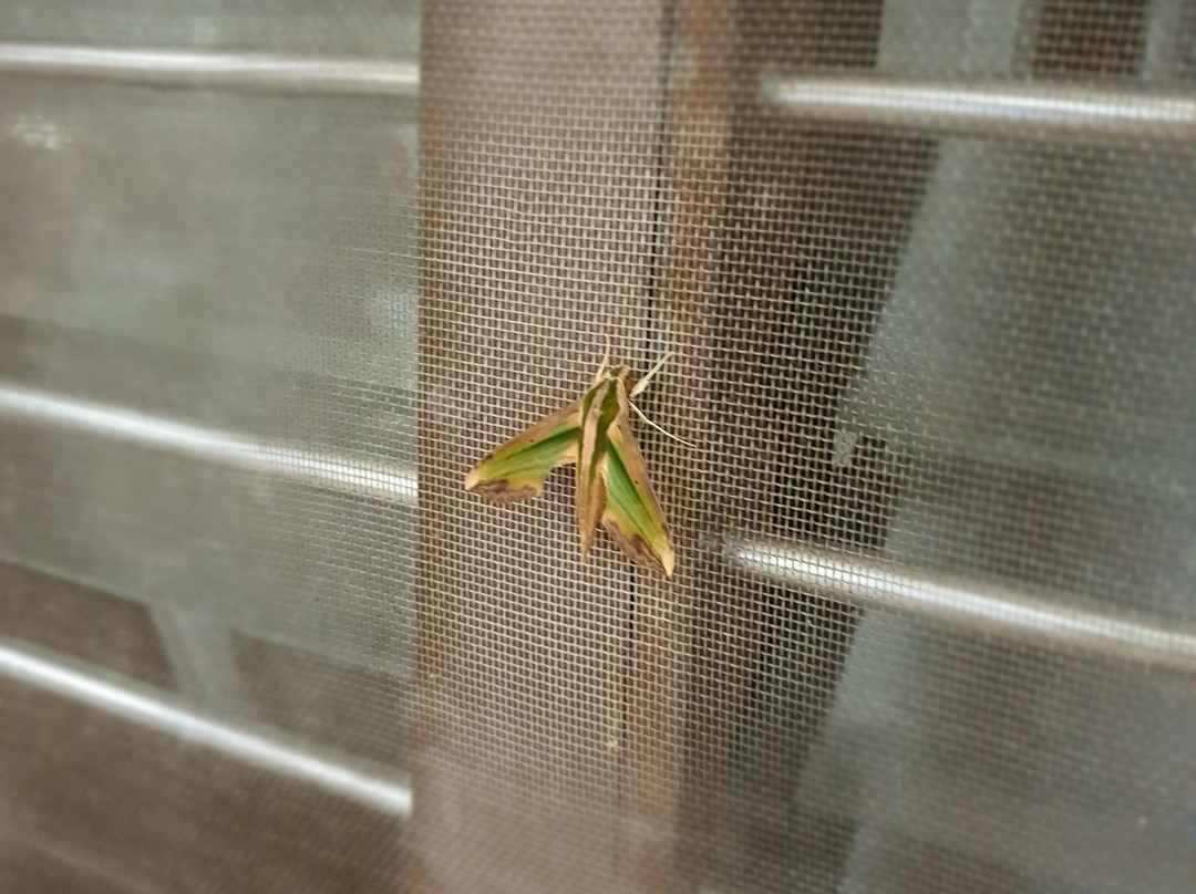 JBR Tourist Inn主图