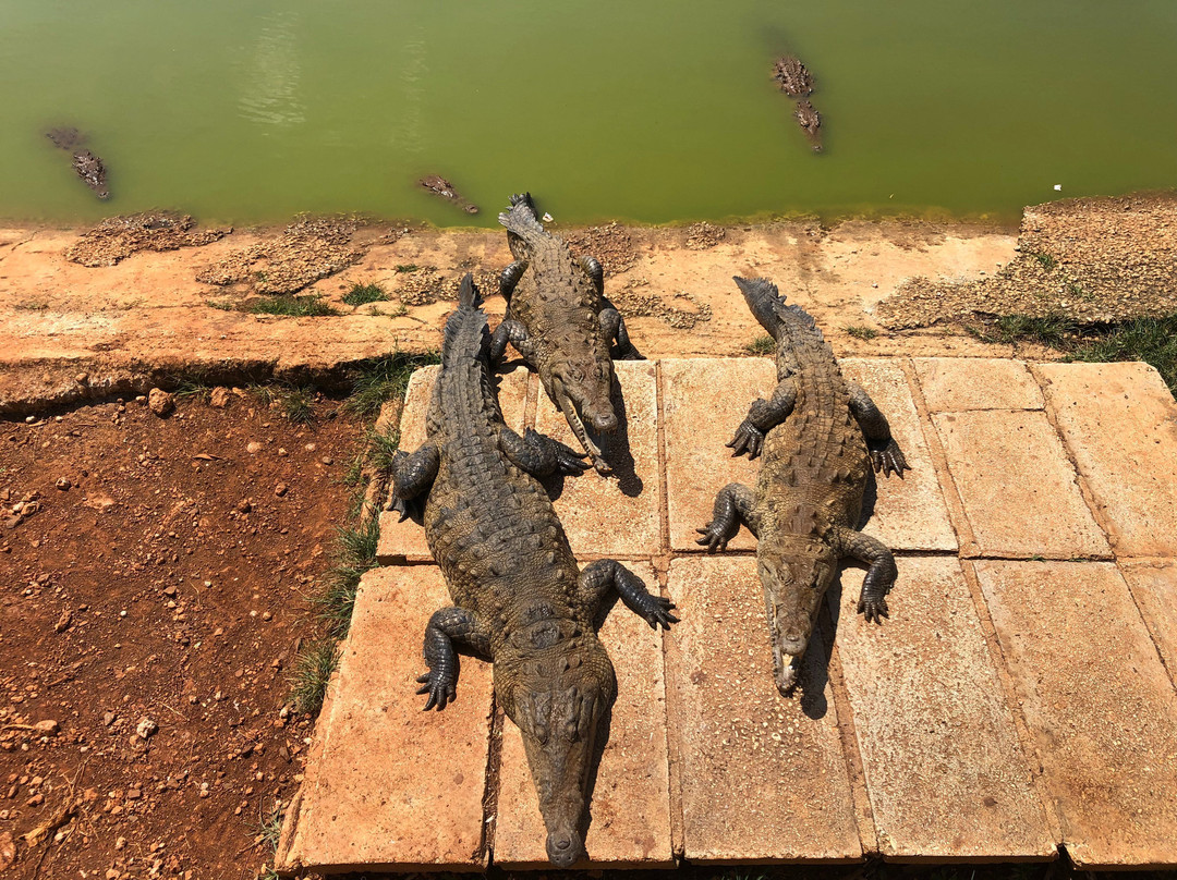Crocodile Farm-Moron必去景点