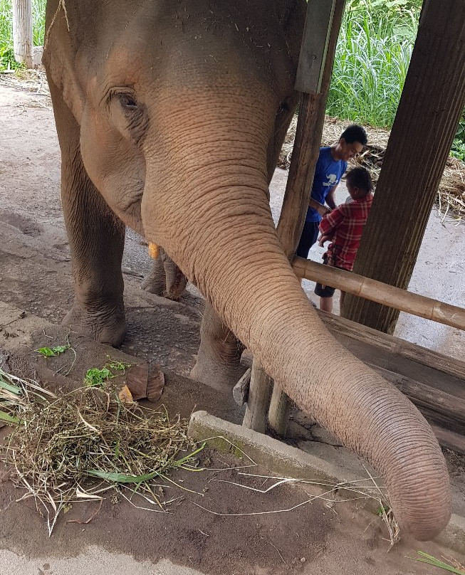 Woody Elephant Sanctuary-夜登必去景点