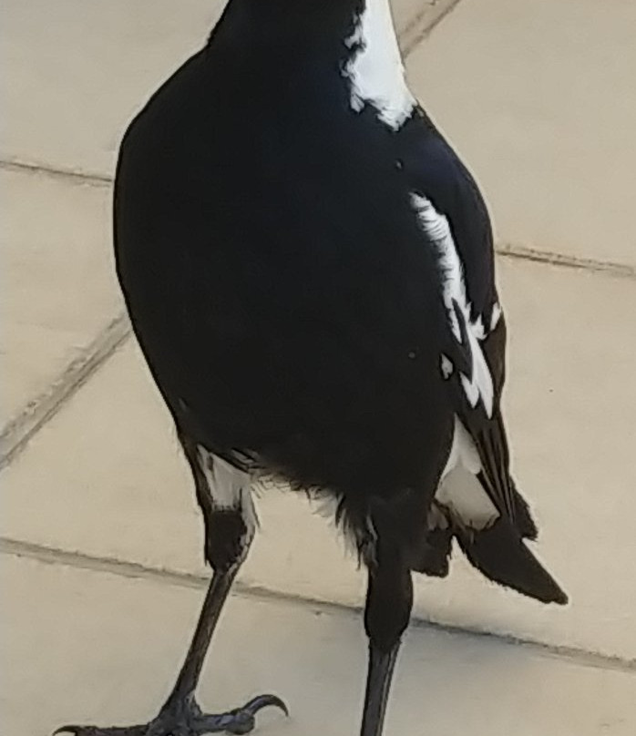 Pacific Palms Resort主图