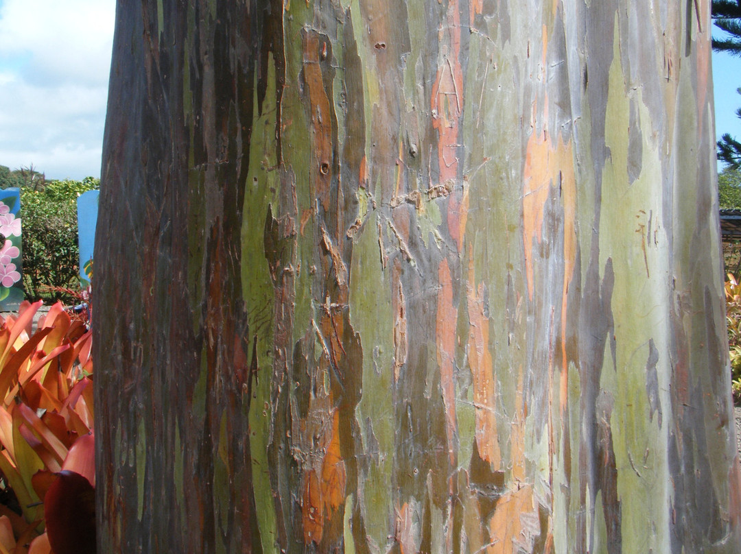 Green World Coffee Farms-瓦西瓦必去景点