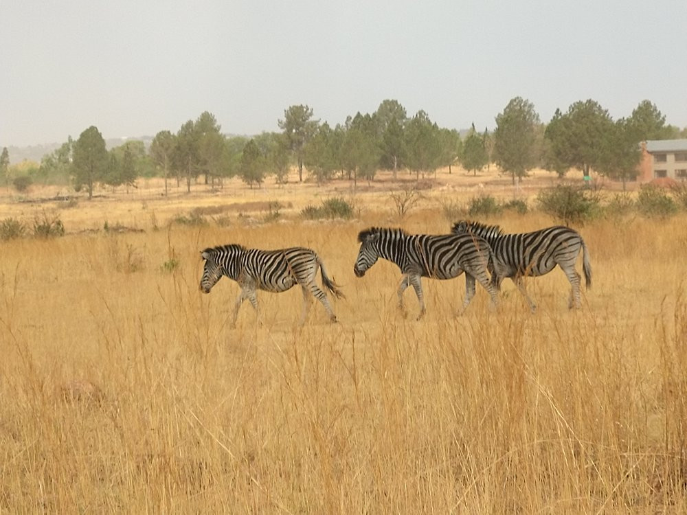 Groenkloof Nature Reserve-比勒陀利亚必去景点