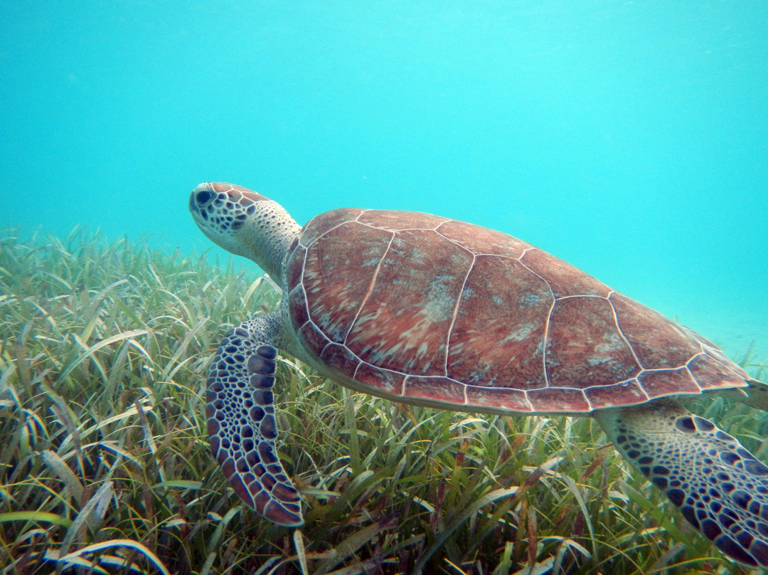 Culebra Island Adventures-库莱布拉岛必去景点