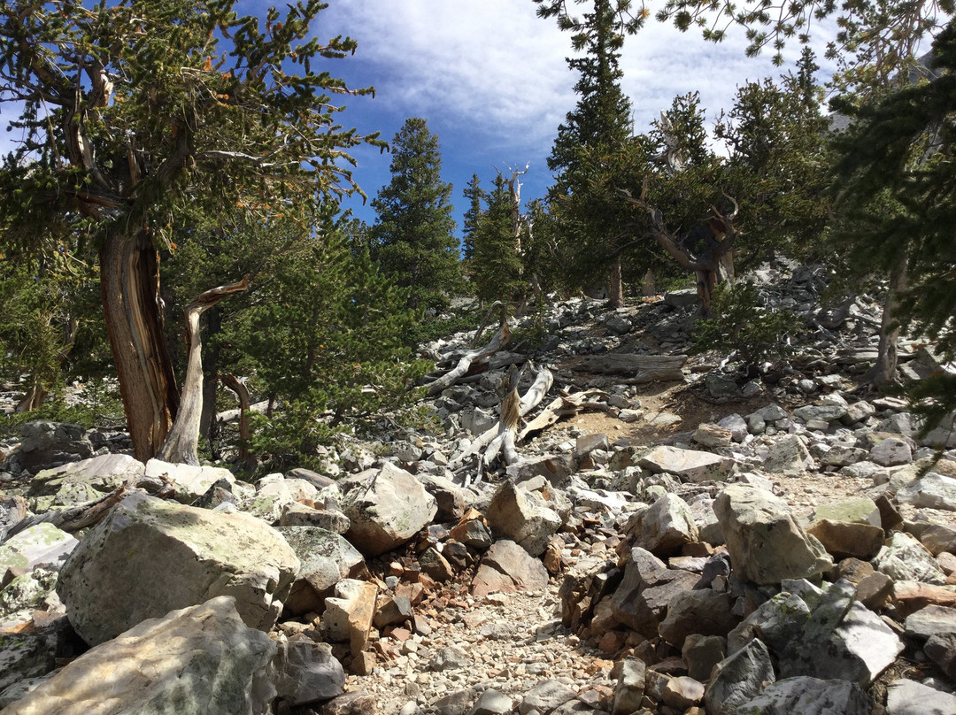 Bristlecone Trails景点图片