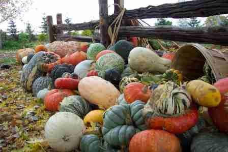 Saint-Cuthbert旅游景点-La Courgerie