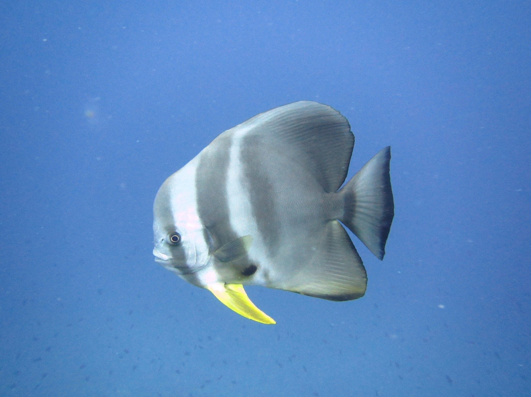 Dive Ocean Dhuni Kolhu-杜妮可鲁岛必去景点