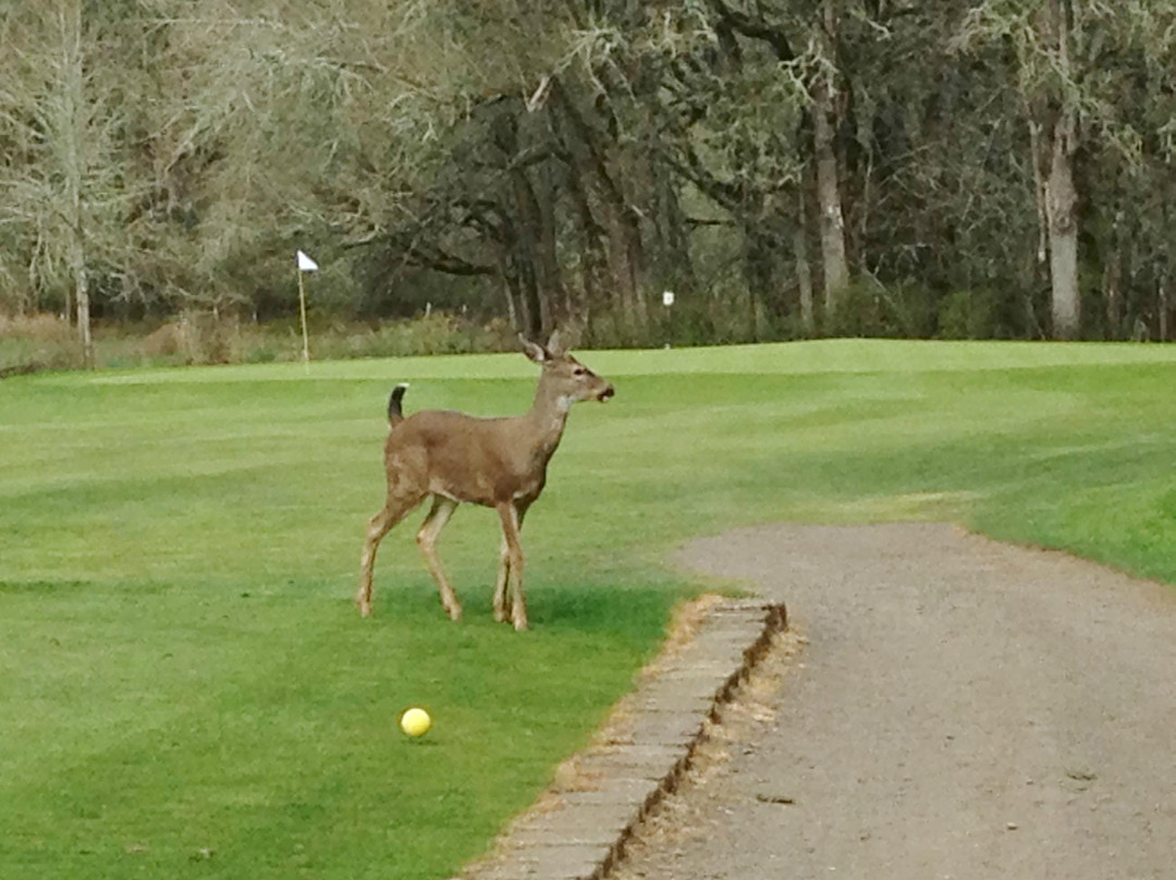 McKay Creek Golf Course-希尔斯伯勒必去景点
