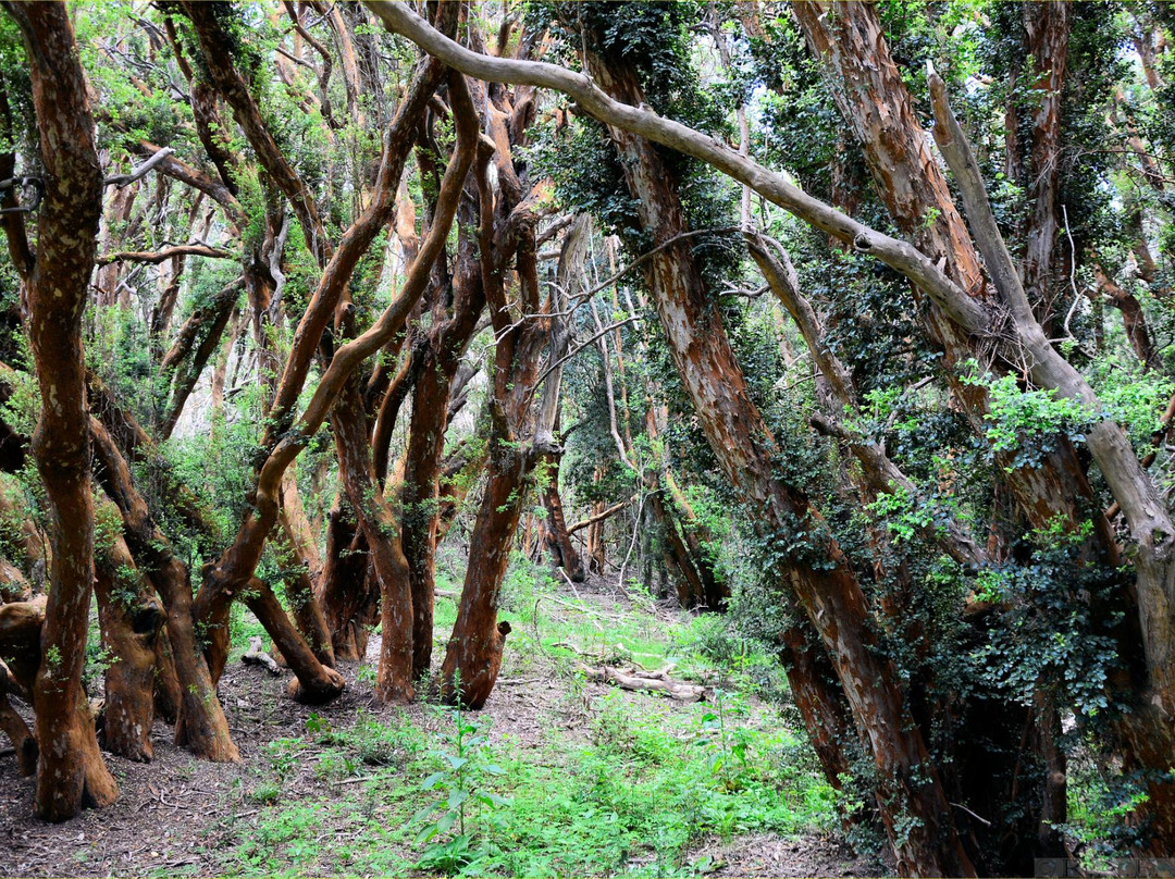 Sendero de los Arrayanes