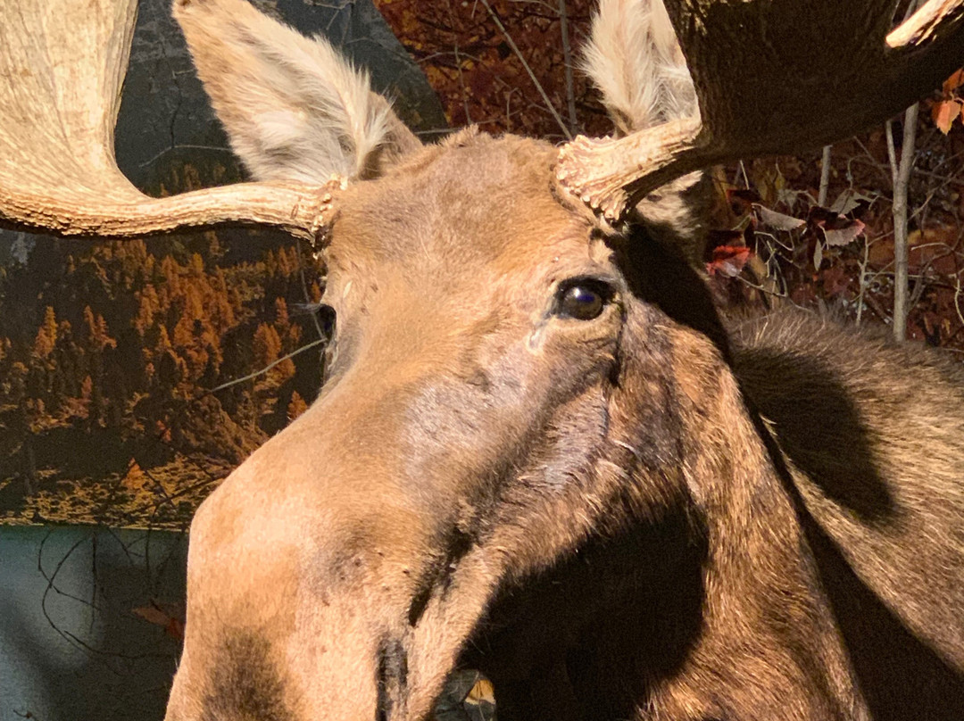 Yellowstone Trading Post-库克城必去景点