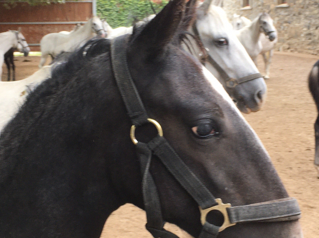 Lipizzanergestüt Piber景点图片