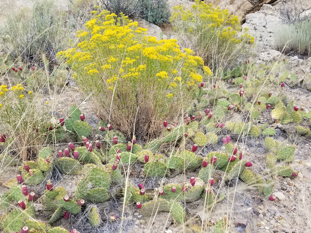 Slot Canyons Inn主图