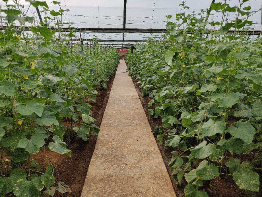 Chongsan-ri Cooperative Farm-Nampo必去景点