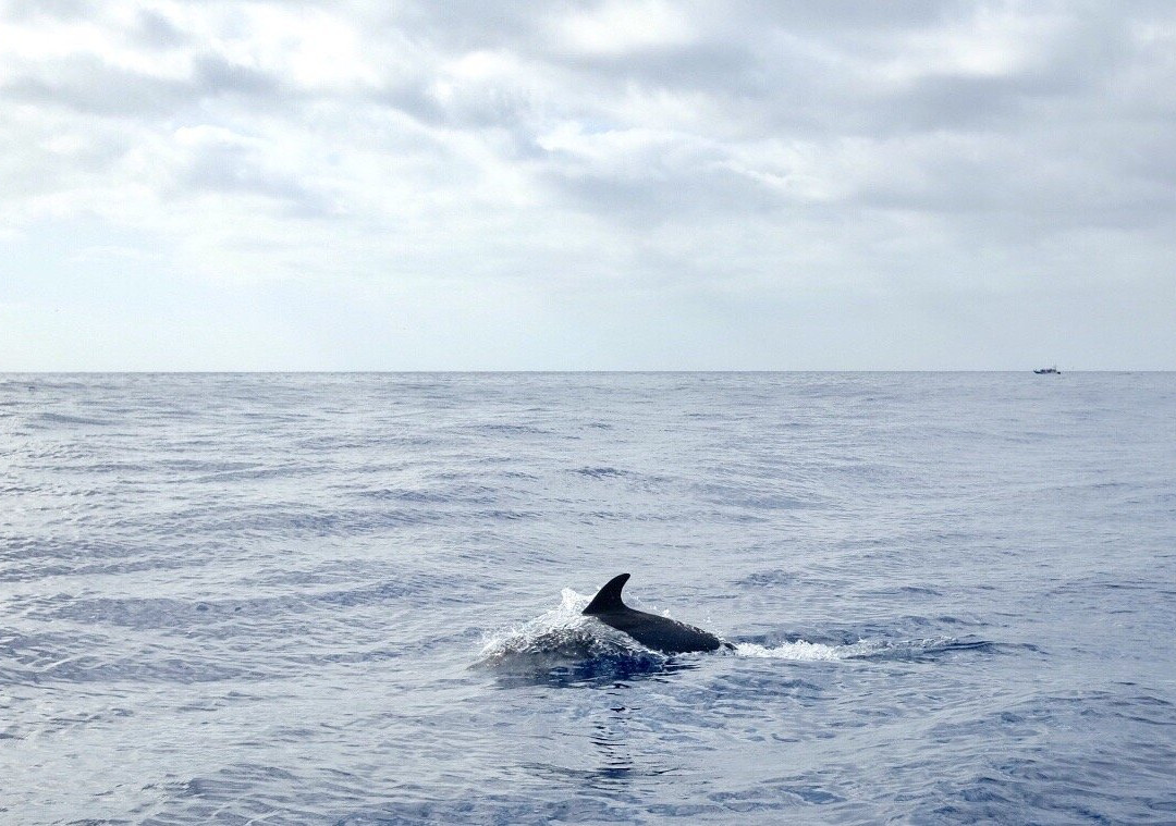 Oceansee-沙尔必去景点