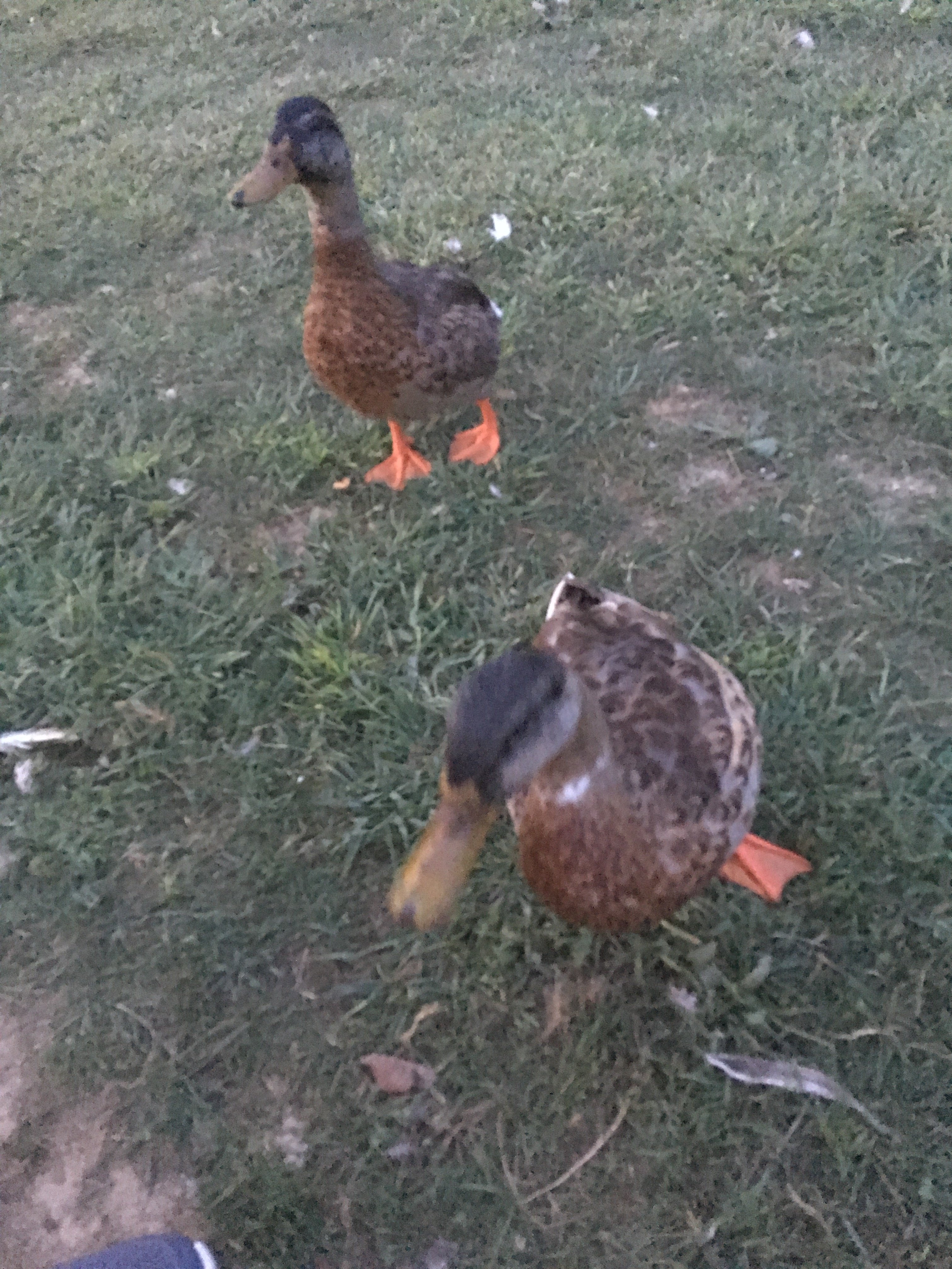 Guggisberg Swiss Inn-浴室