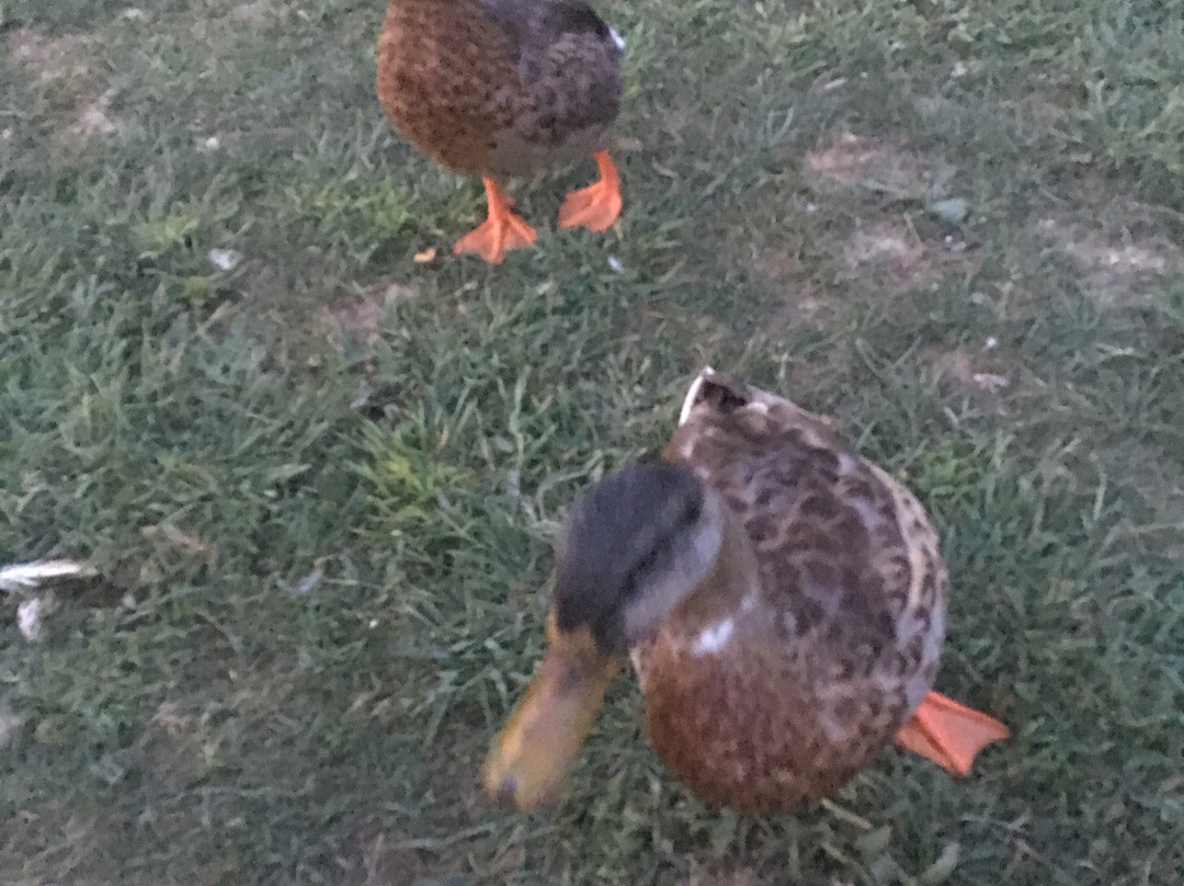 Guggisberg Swiss Inn主图