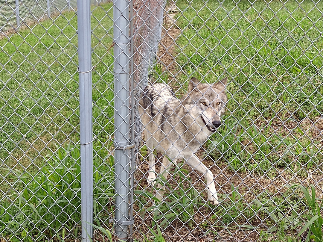 Wolf Park-Battle Ground必去景点