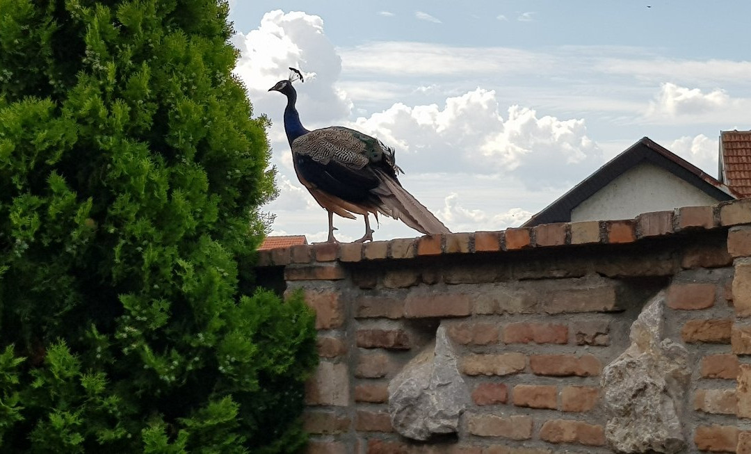 Srpsko Andrejevo Selo主图