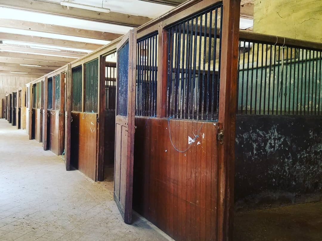 Haras National de Pompadour景点图片