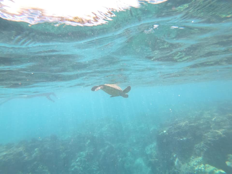 毛伊岛浮潜之旅景点图片