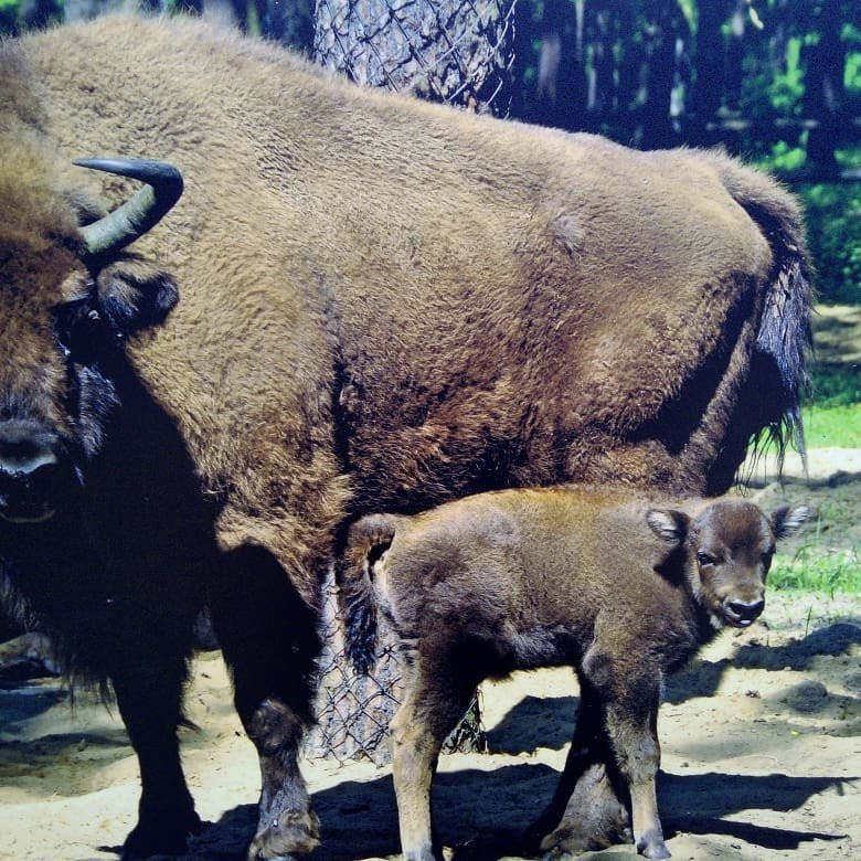 Animal Farm景点图片