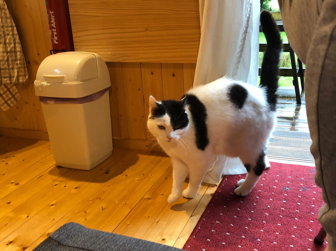 Meadowland Farm B&B and Shepherd's Hut主图