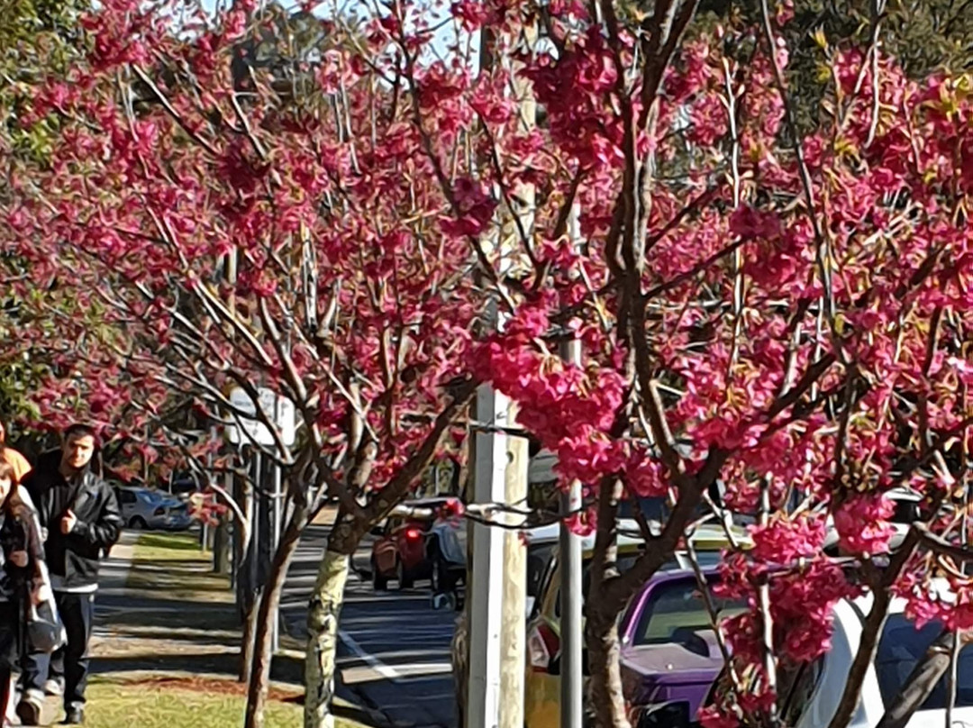 Auburn Botanic Gardens景点图片