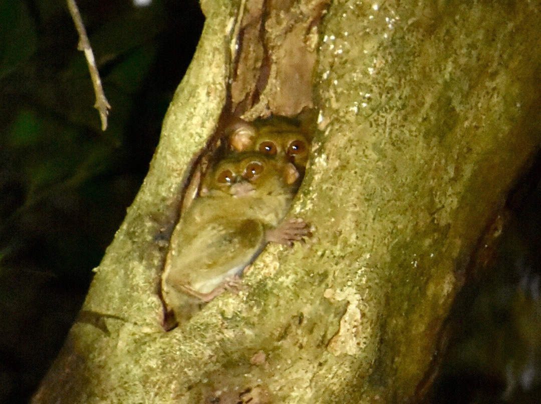 Botanica Nature Resort主图