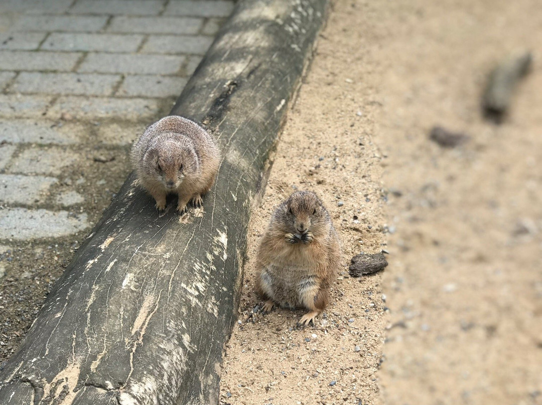 Tierpark Alsdorf景点图片