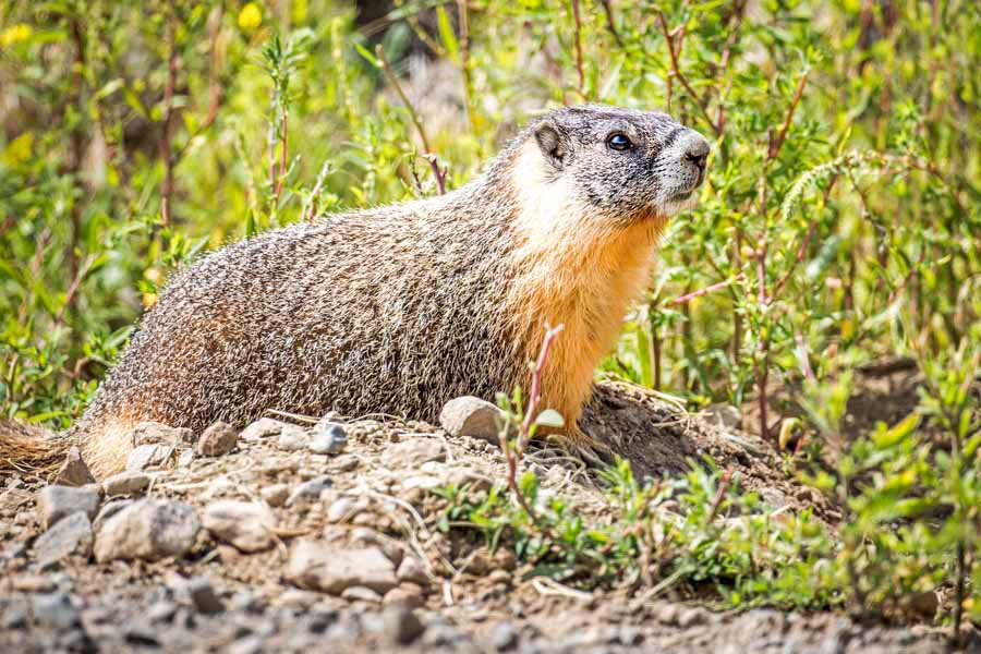 Lac du Bois Grasslands Protected Area-坎卢普斯必去景点