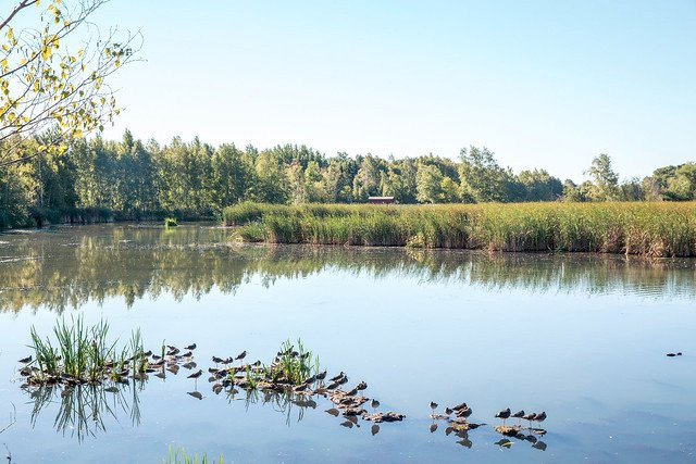 Sackville Waterfowl Park景点图片