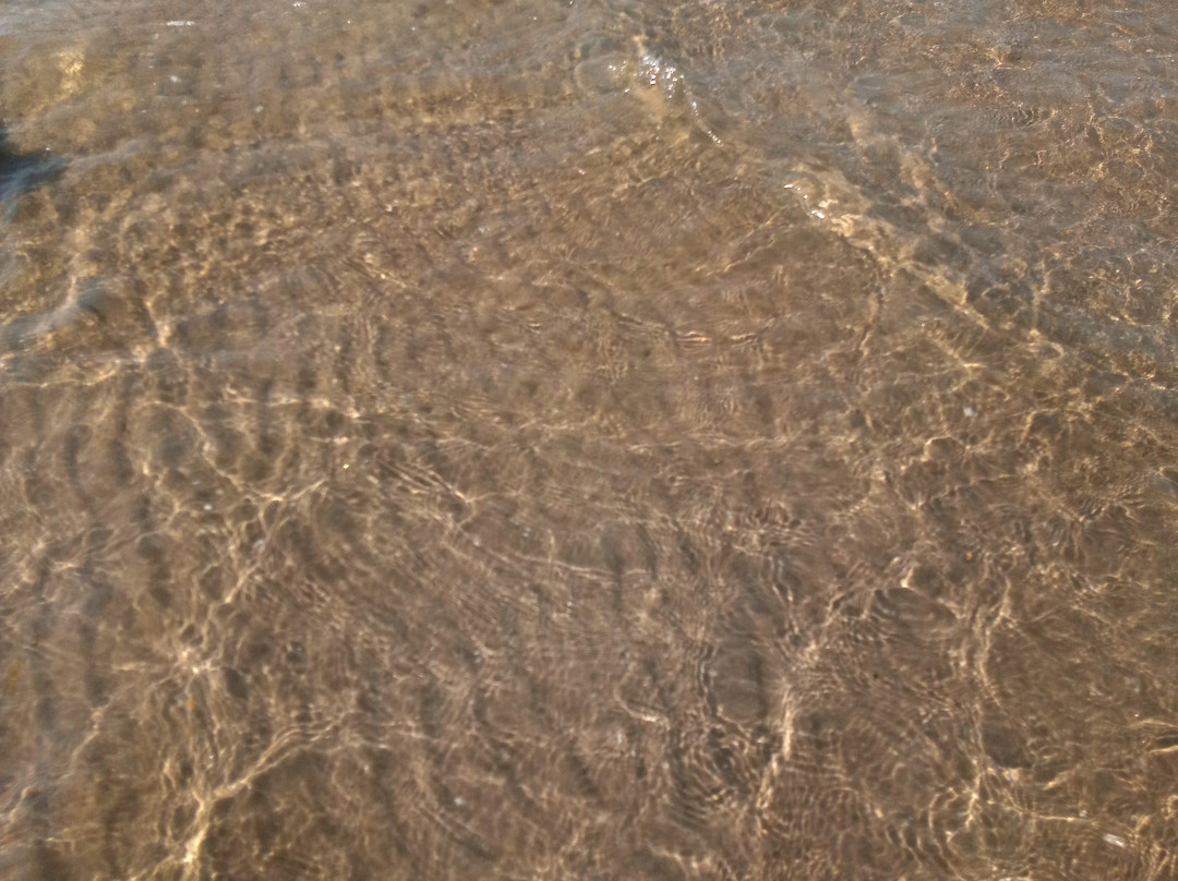 Spiaggia Libera Lido di Classe景点图片