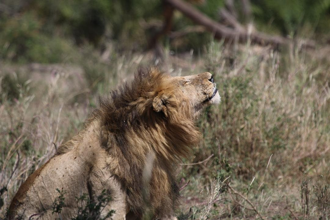 Tai Adventures and Safaris-阿鲁沙必去景点
