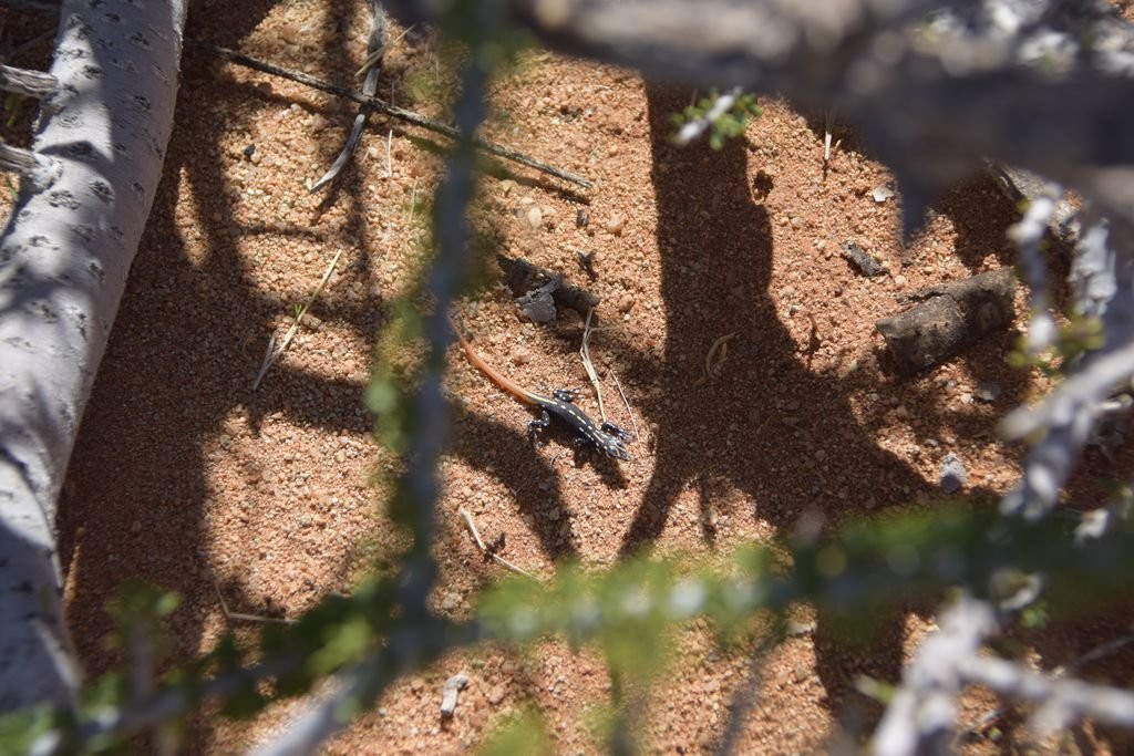 Namib Carnivore Conservation Centre-Solitaire必去景点