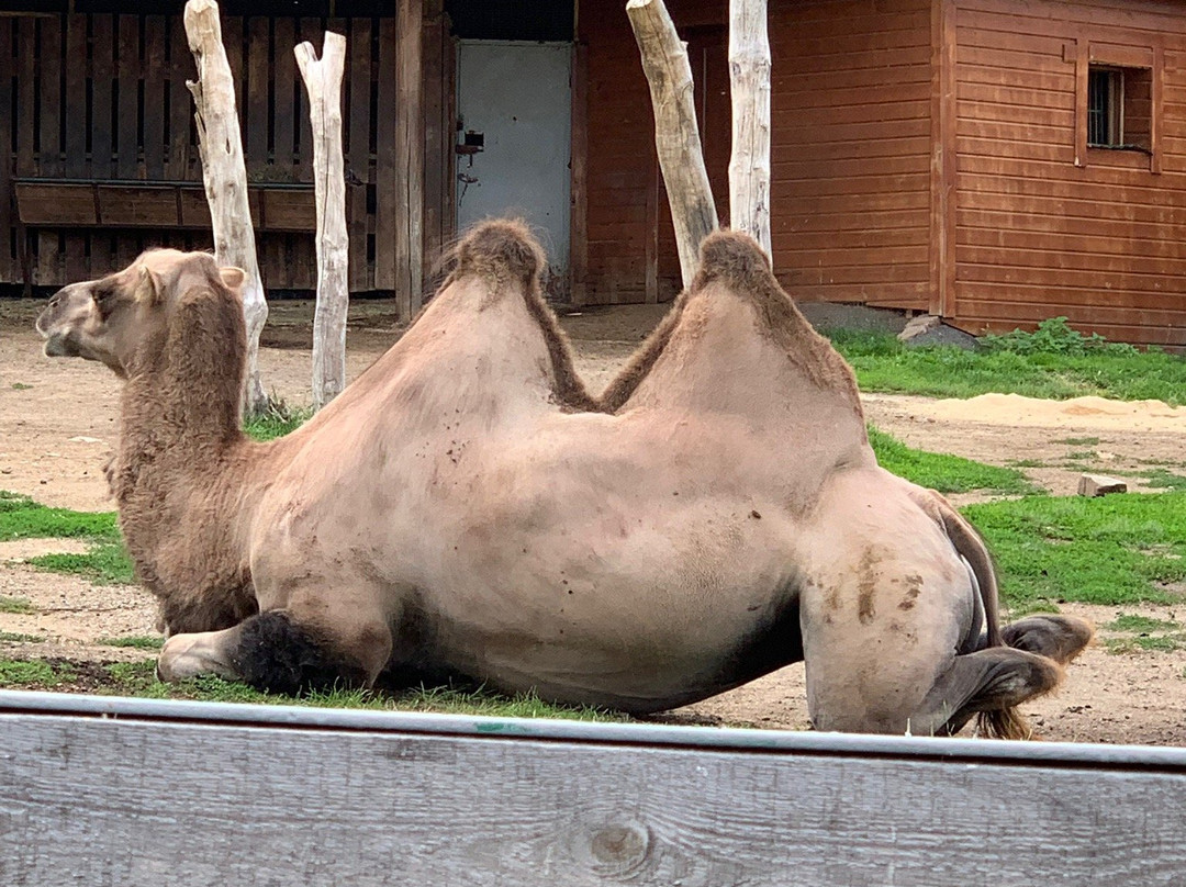 Chelyabinsk Zoo-车里雅宾斯克必去景点