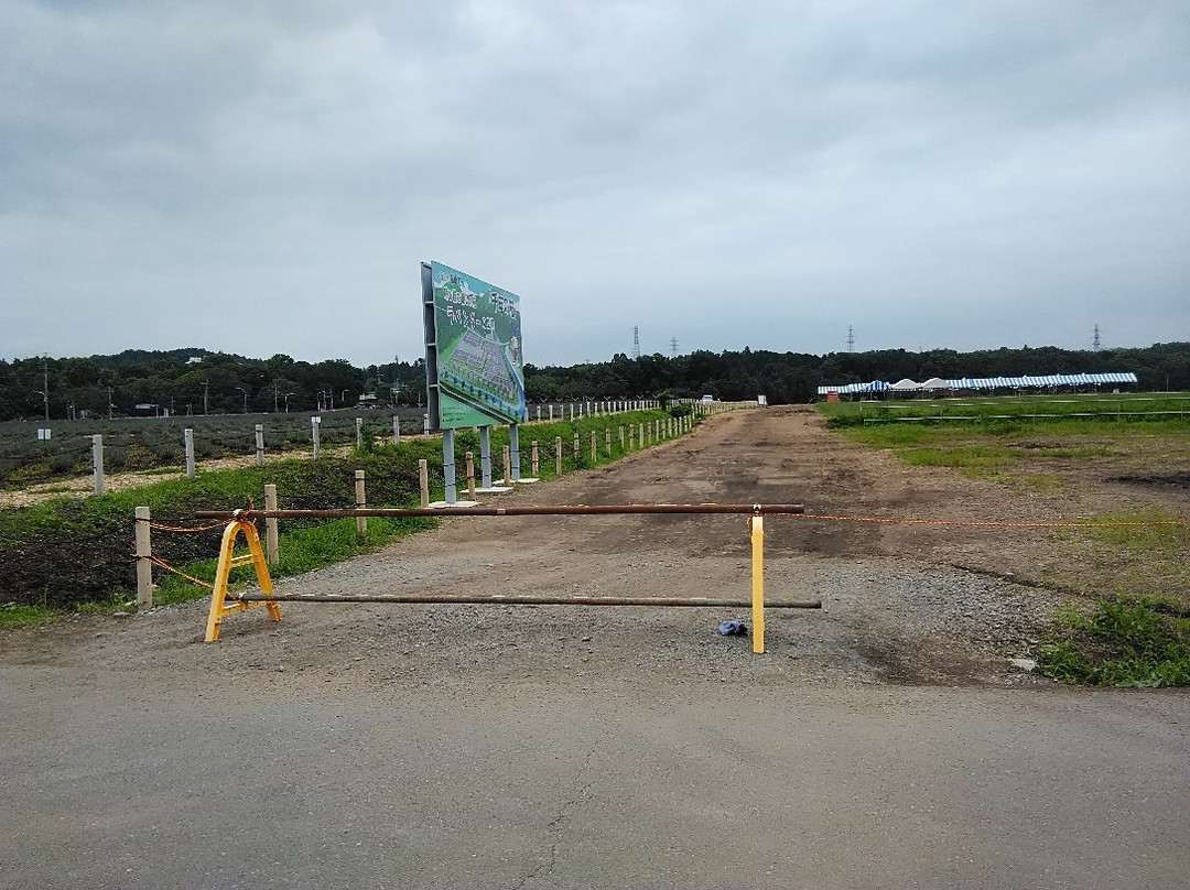 Ranzanmachi Sennen no Sono Lavender Field-岚山町必去景点