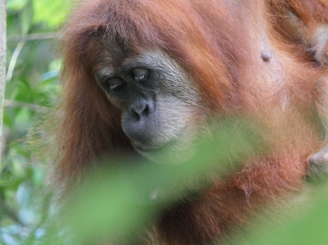 Bukit Lawang Trekking-武吉拉旺必去景点