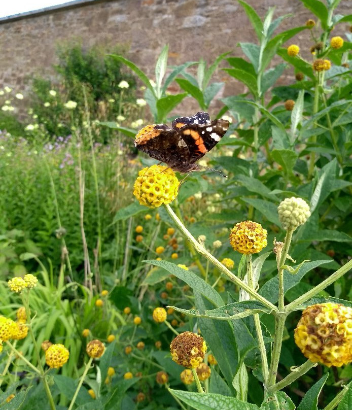Amisfield Walled Garden-Haddington必去景点
