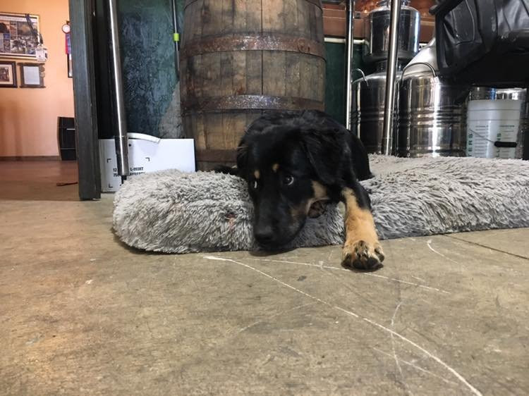 Bad Dog Distillery景点图片