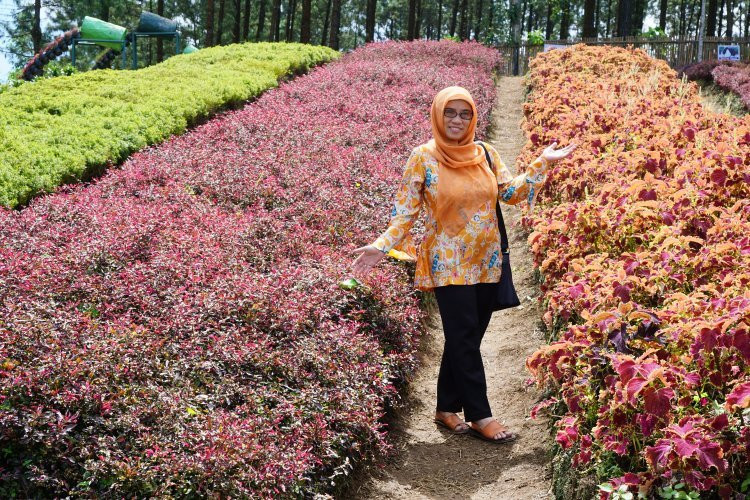 Agro Tourism Lembah Asri Serang-Serang必去景点