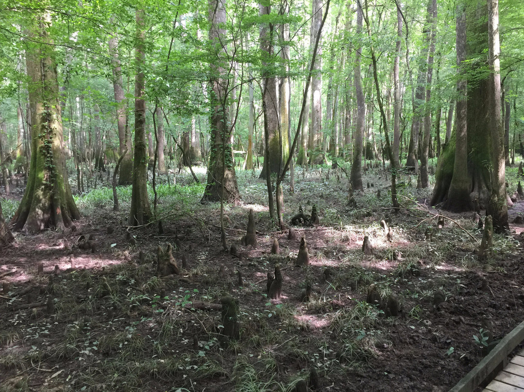 Congaree National Park景点图片