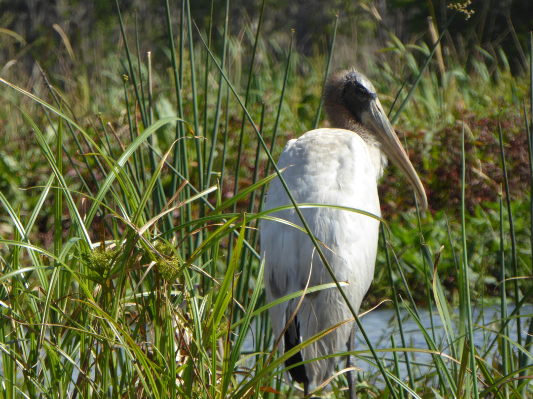 Katie's Wekiva River Landing-桑福德必去景点