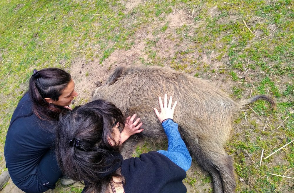 Fattoria della Pace IPPOASI Onlus-San Piero a Grado必去景点