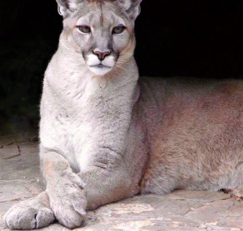 Penn's Cave & Wildlife Park景点图片