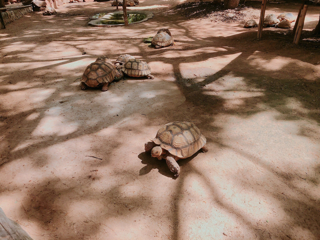 Nakhon Ratchasima Zoo景点图片