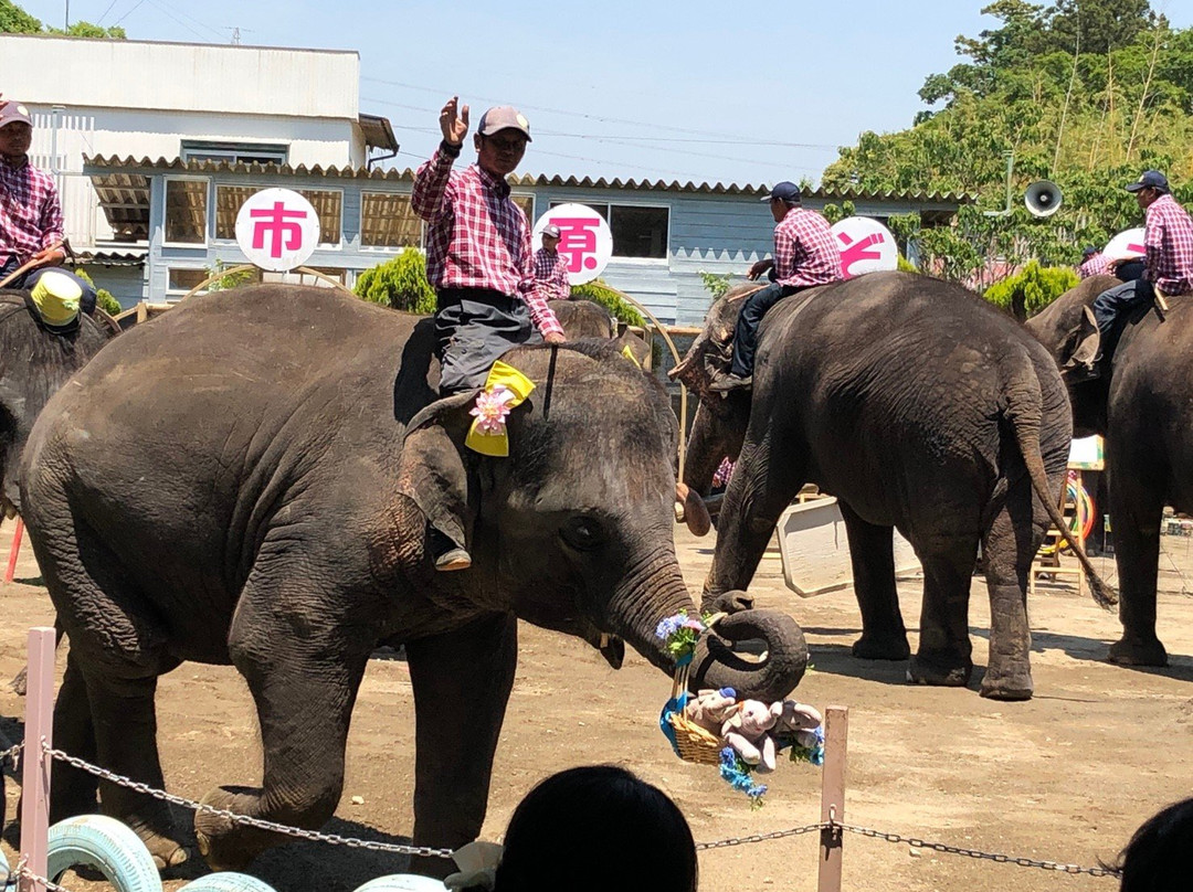 Ichihara Elephant Kingdom-市原市必去景点