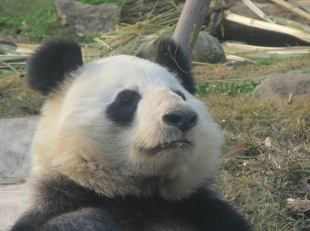 中国大熊猫保护研究中心都江堰基地景点图片