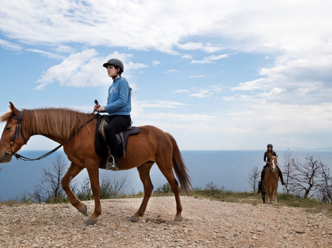 Gregs Spetses Horses景点图片